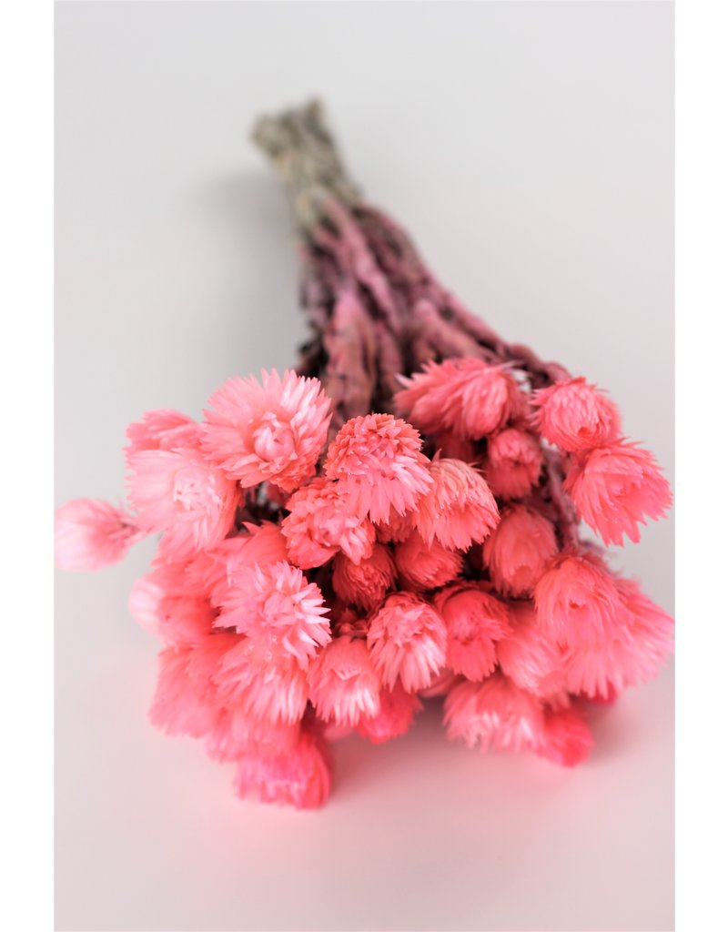 Pale Pink Dried Flowers