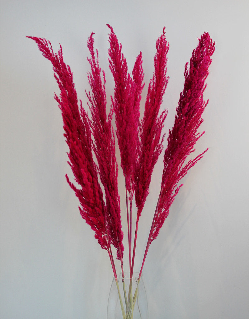 Pink Dried Pampas Grass, 120 cm l Wholesale Pink Pampas Grass UK – Dried  Flowers Decor