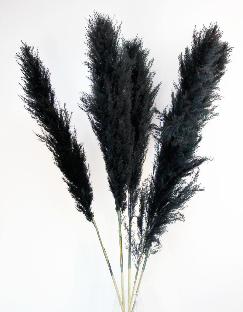 Pampas Grass Large black Fluffy Dried pampas arrangement • Leather