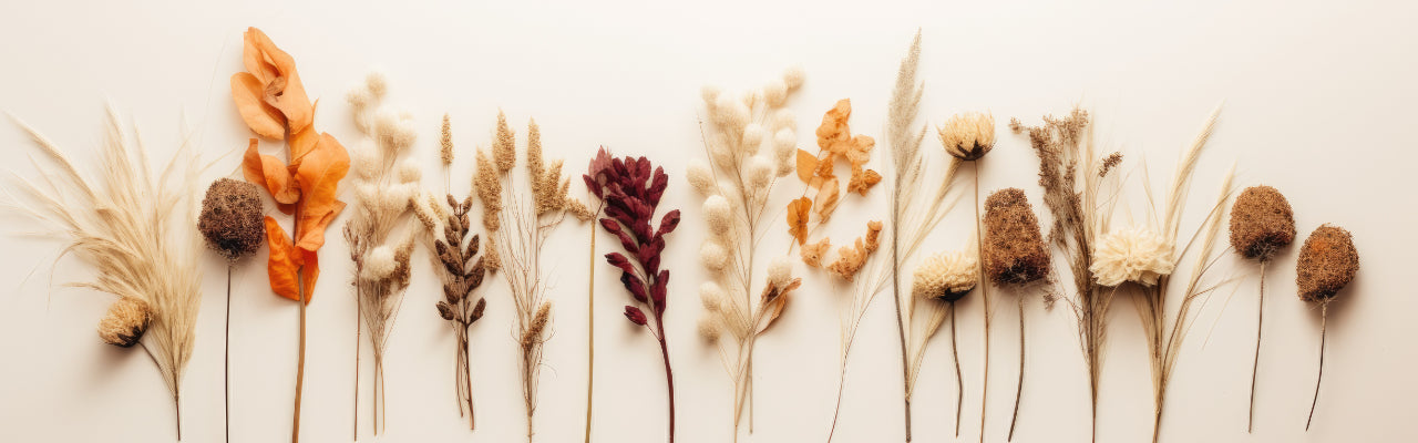 Autumn Dried Flowers Collections