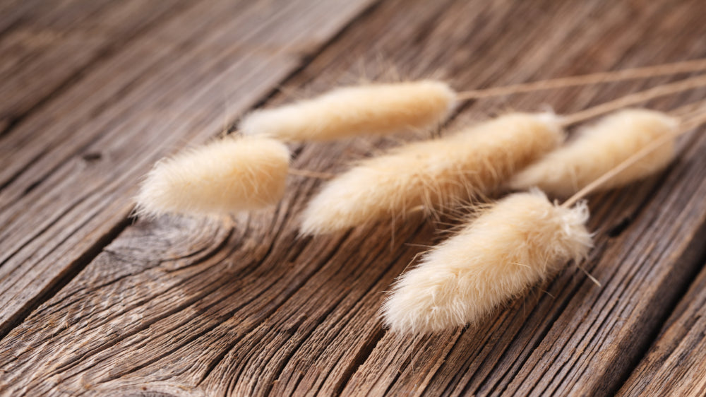 Dried Bunny Tails Lagurus Grass &amp; Flower Collections