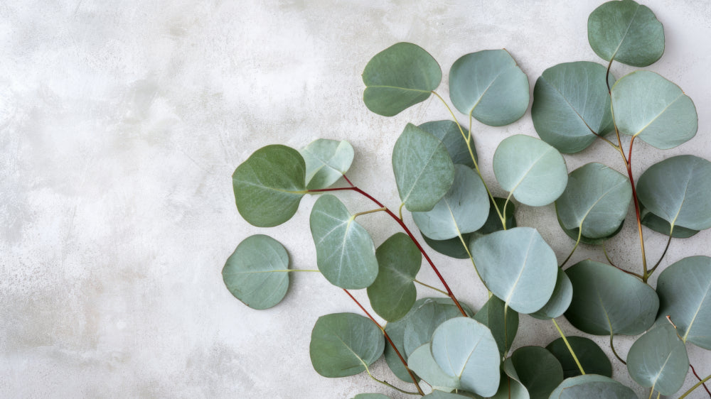 Eucalyptus Leaves Dried &amp; Preserved Collections