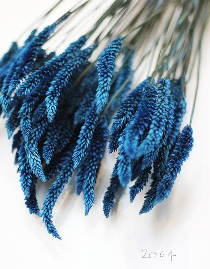 Wholesale Blue Celosia Dried Flower Stems, bunch, 65cm – Dried Flowers ...