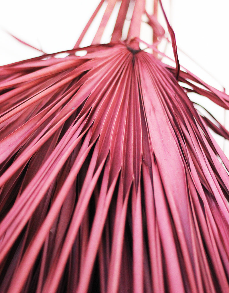 Wholesale Dried Palm Leaves Bunch