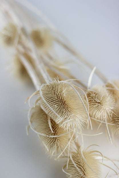 Dried Cardistella flowers