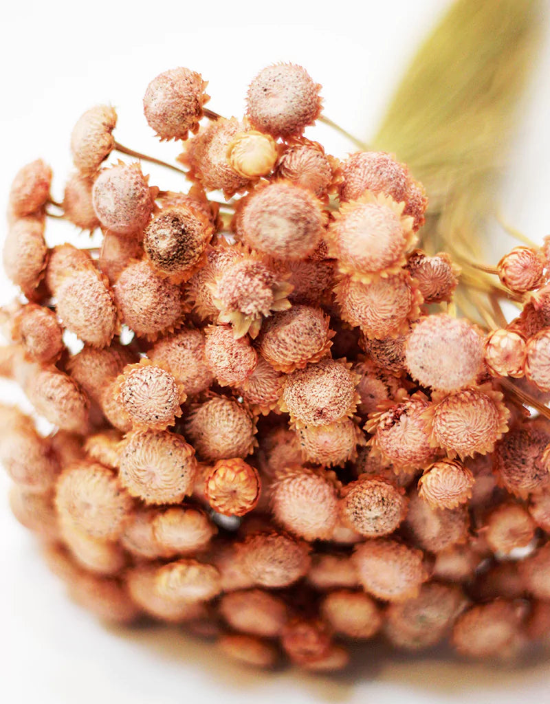 Dried Batao Flowers 