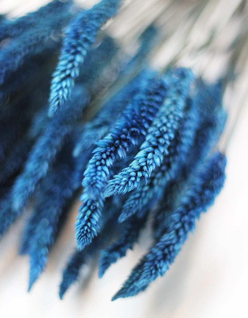 Blue Celosia bunch