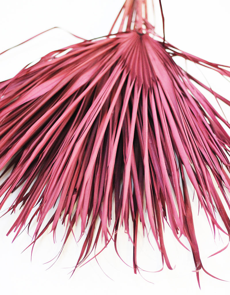 Wholesale Burgundy Dried Palm Leaves Bunch