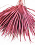 Wholesale Burgundy Dried Palm Leaves Bunch