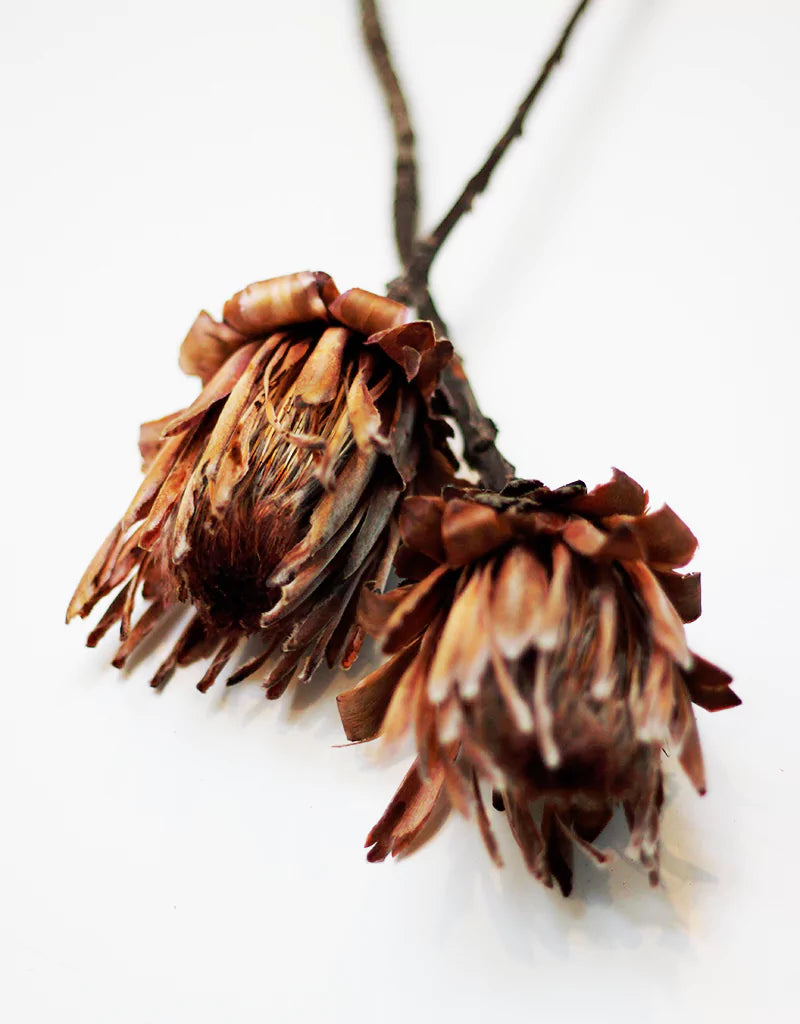 wholesale Dried Protea 
