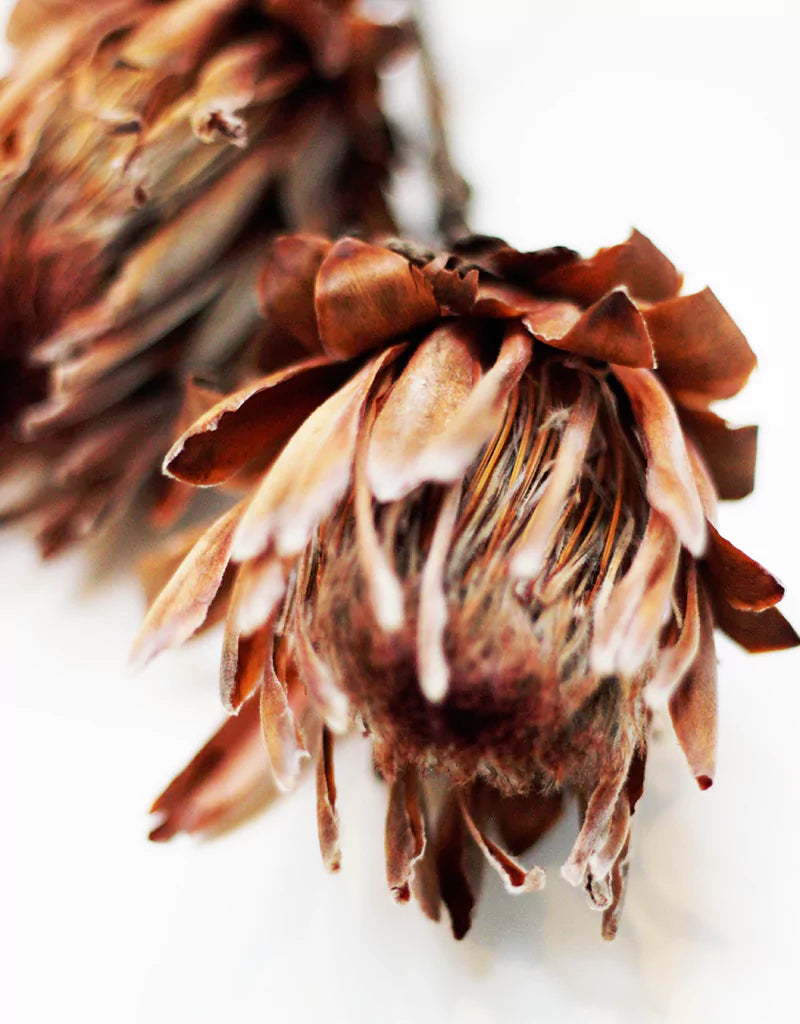 wholesale dried flowers uk
