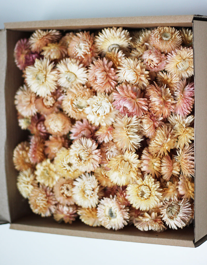 Dried Helichrysum Heads - Pale Pink Dried Flower Heads Box, 300 grams