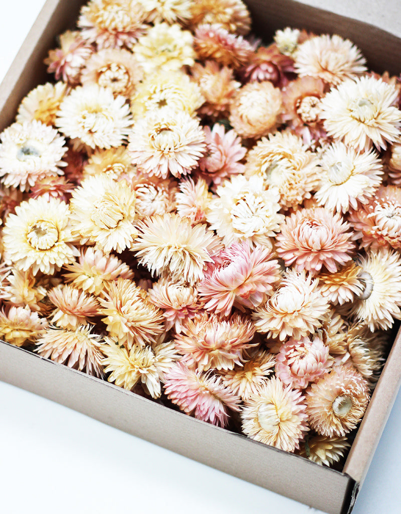 Wholesale Dried Helichrysum Heads