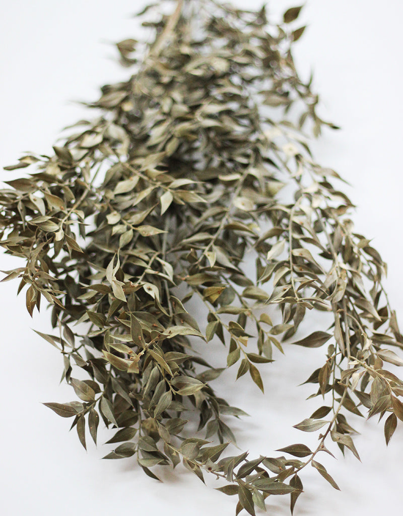 Dried Ruscus leaves