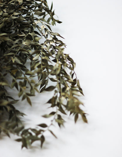 Green Dried Ruscus