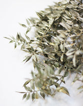 wholesale ruscus