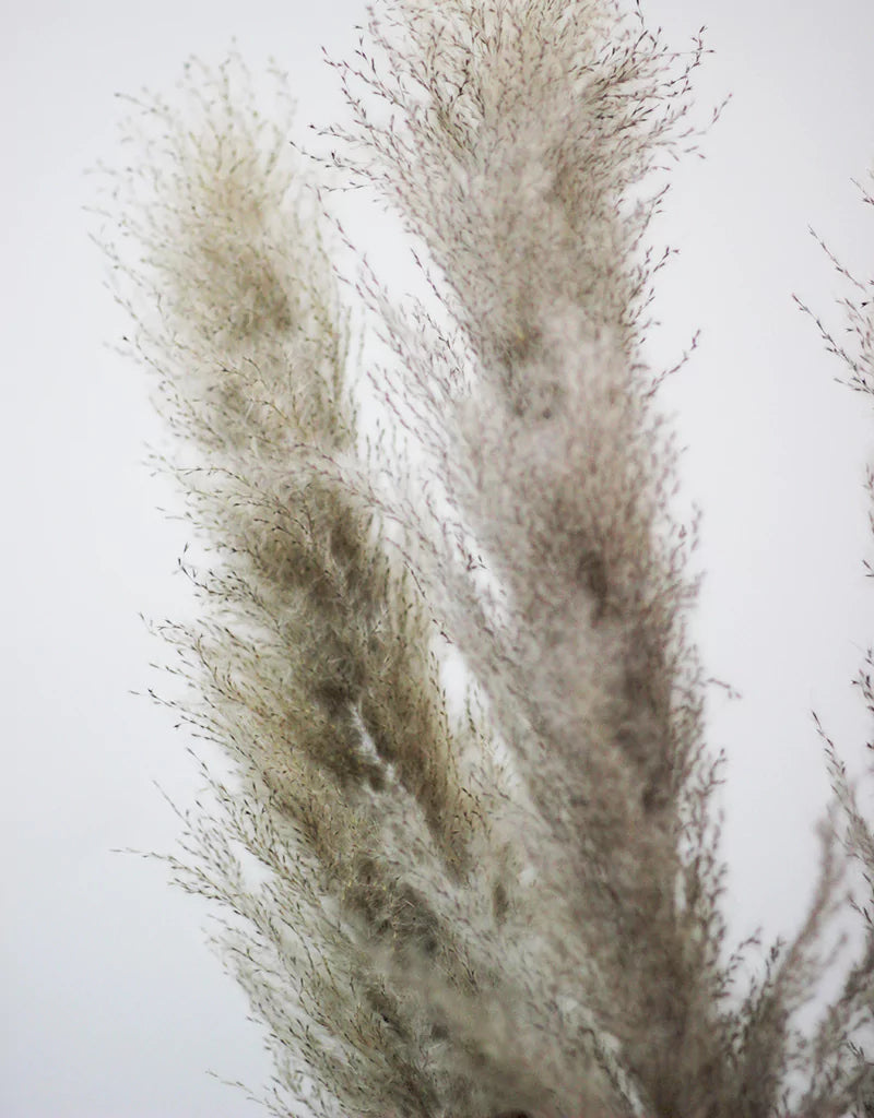 Wholesale Grey Pampas Grass,