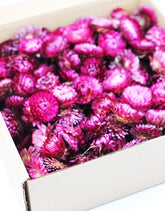 Wholesale Dried Flower Heads