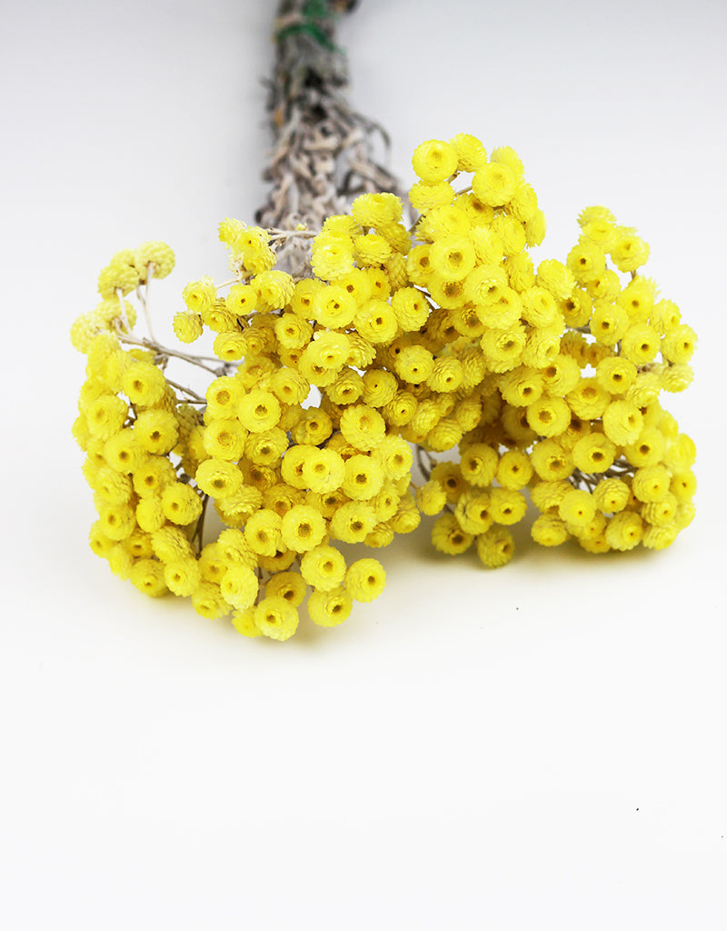 Dried Immortelle