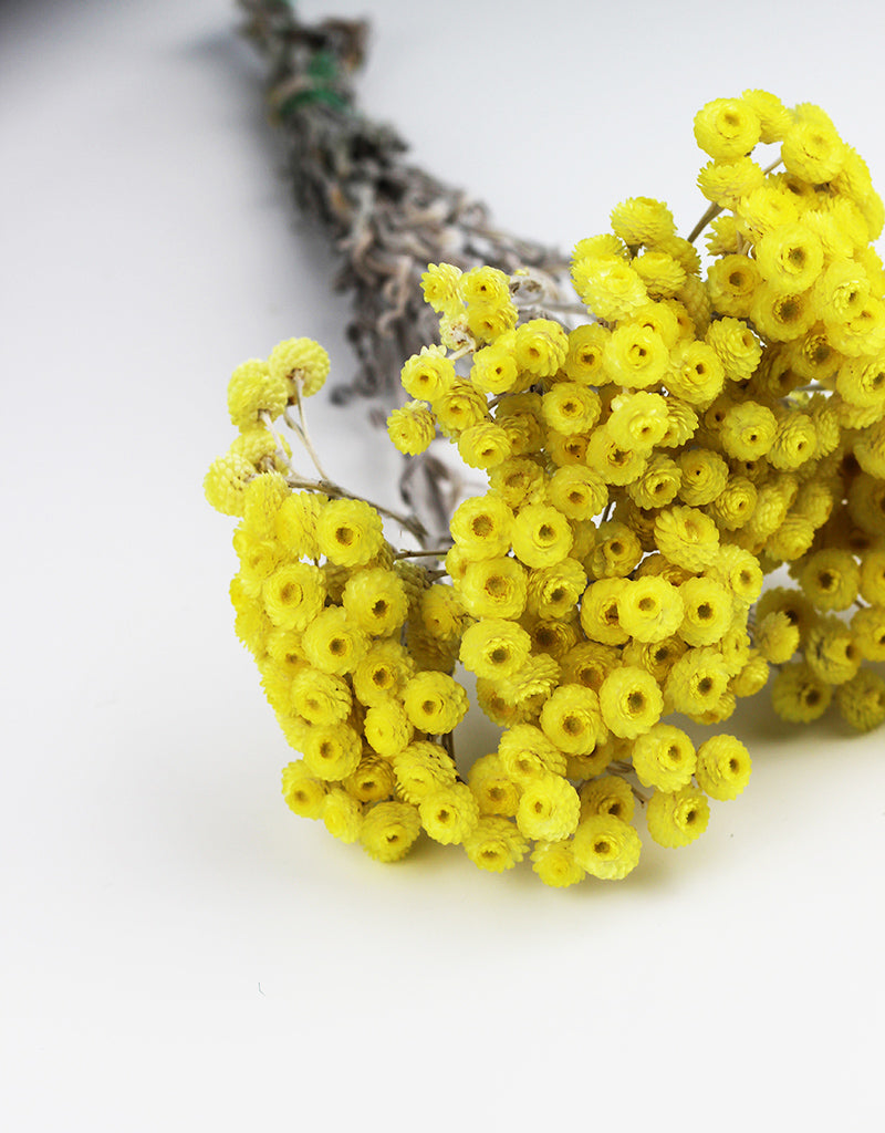 Yellow Dried Immortelle