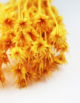 yellow dried flowers