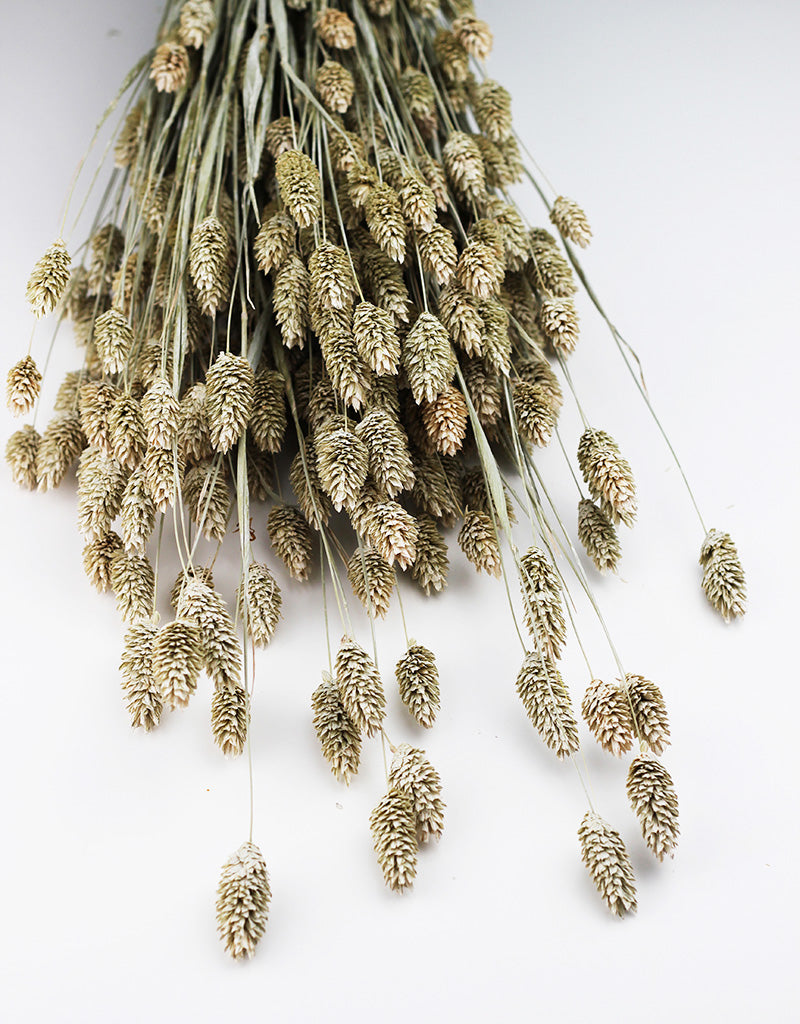 dried phalaris