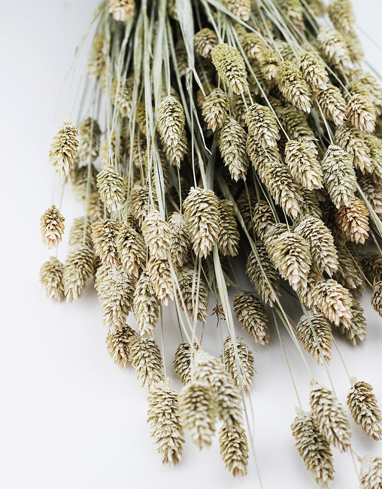 Buy Dried Flowers Online in UK Leading Dried Flowers Suppliers Page