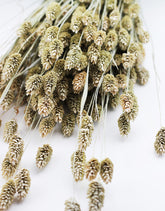 phalaris dried flowers
