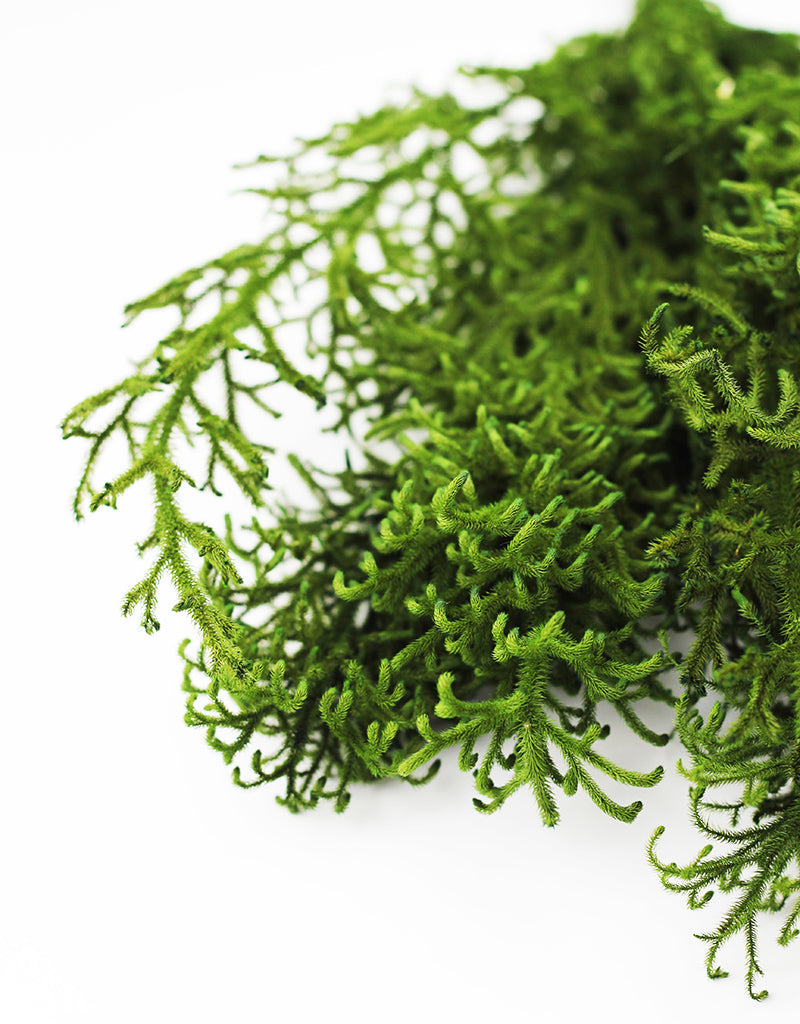 Green Preserved Licopodium 