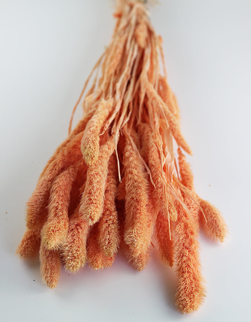 Orange Dried Flowers