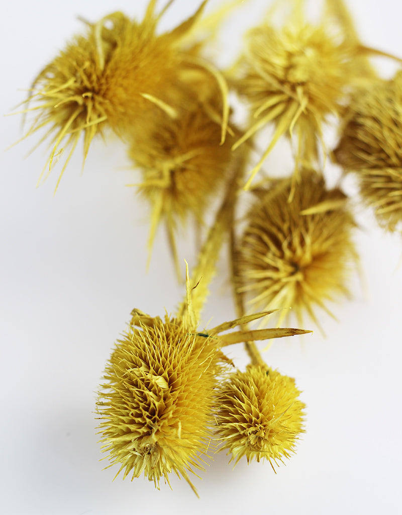 Wholesale Yellow Dried Flowers