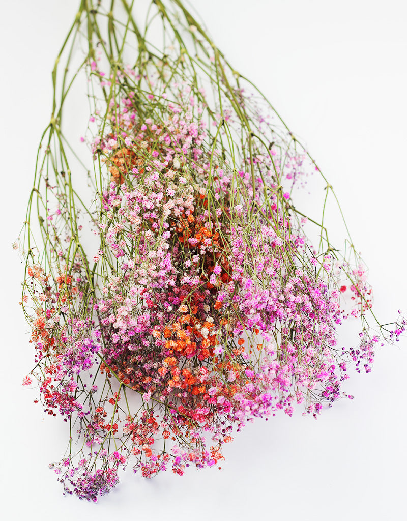 Dried Gypsophila