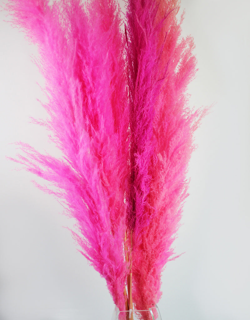 Pink Pampas Grass