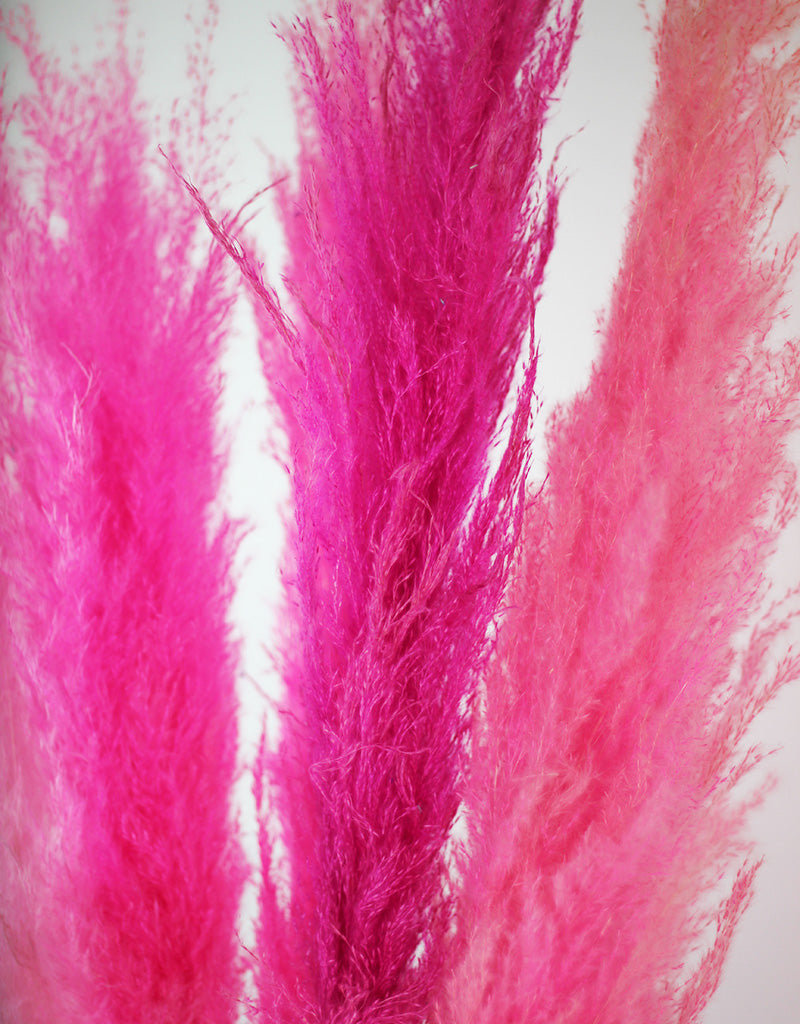 Tall Pink Pampas UK