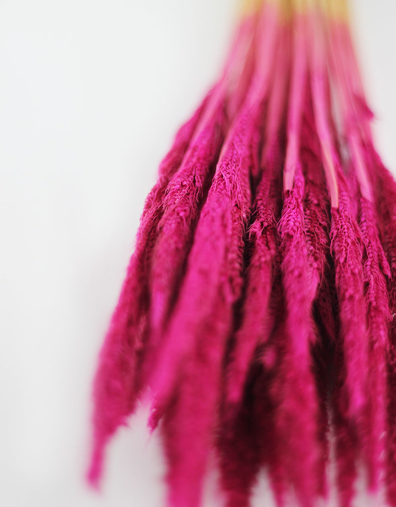 Pink Dried Grass