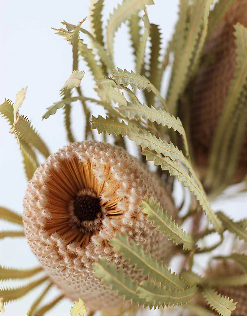 Wholesale Dried Banksia Protea