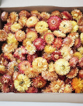 wholesale Orange Dried Helichrysum Flower Heads