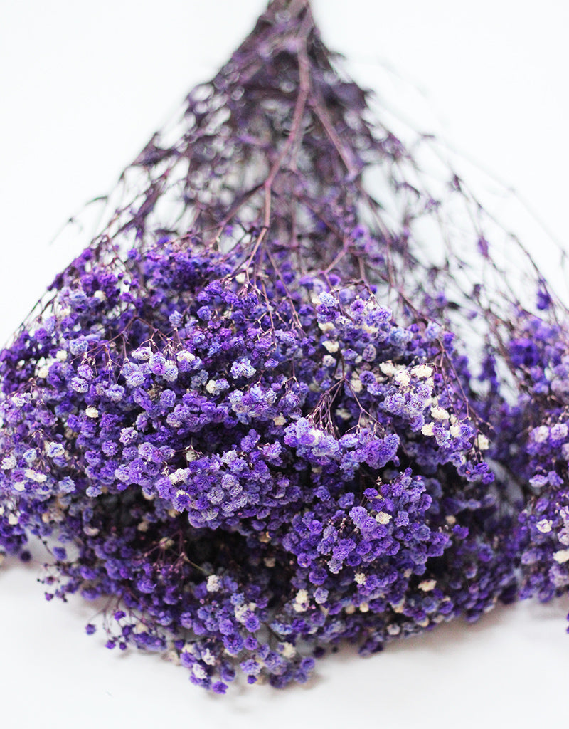 Preserved Gypsophila - Purple/White Flowers Bunch