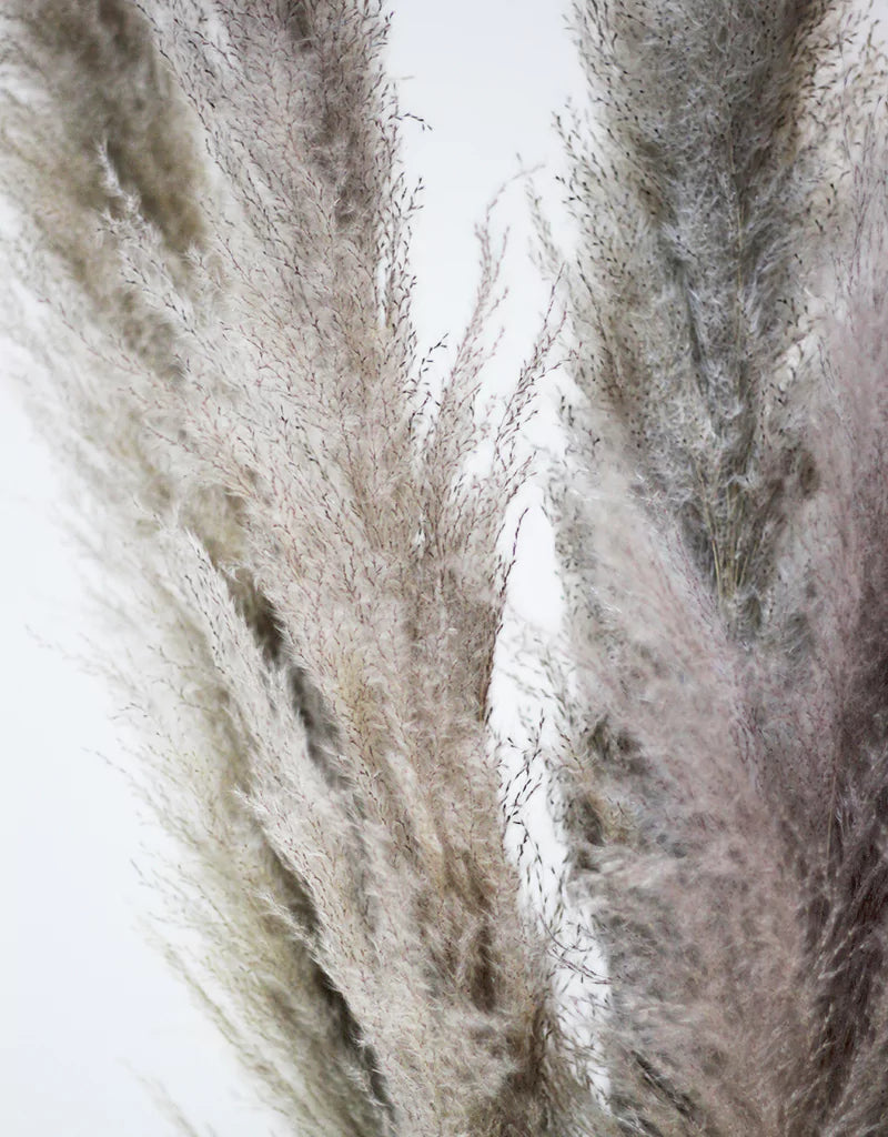 Wholesale Grey Pampas 