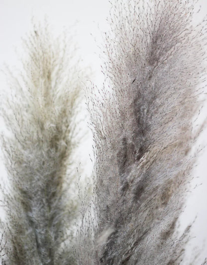 Wholesale Grey Pampas Grass
