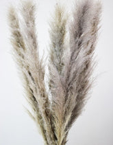 Wholesale Grey Pampas Grass,