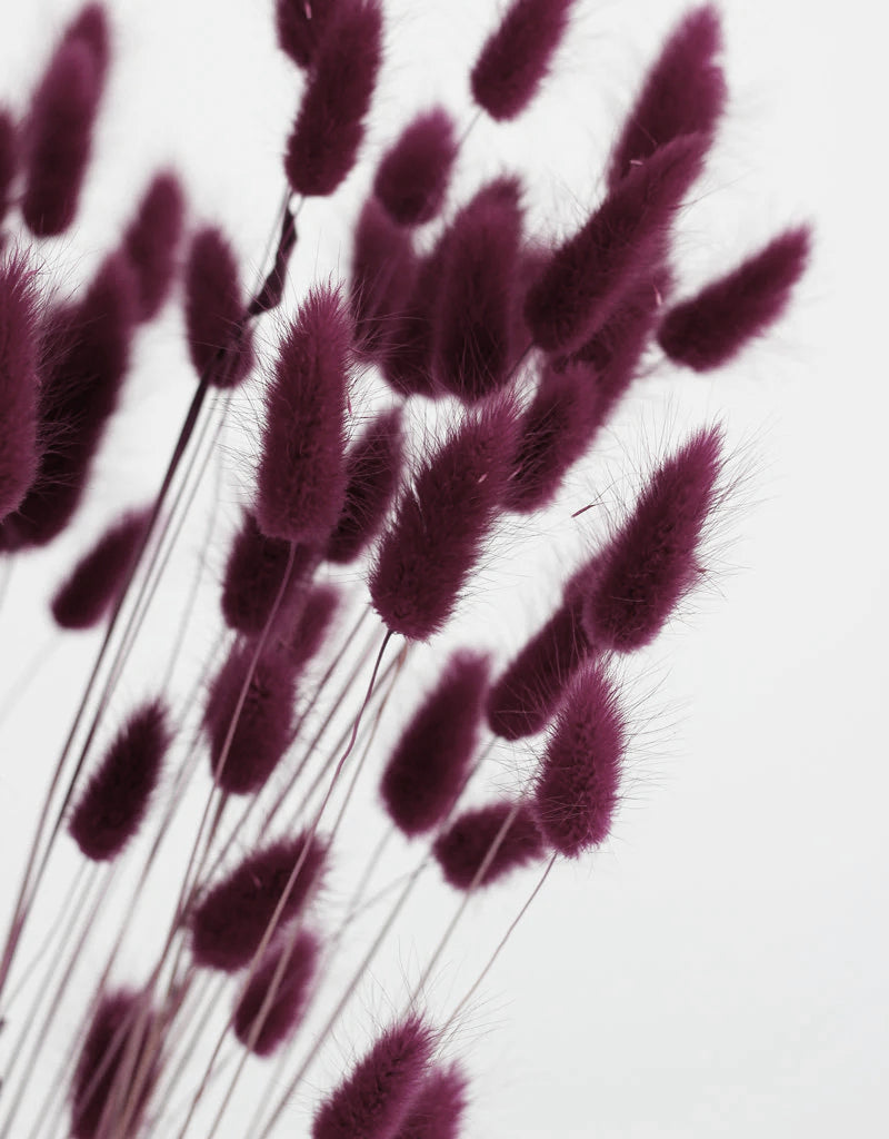 Dried Bunny Tail Lagurus Grass - Plum/ Bordeaux Flowers Bunch Poly, 60 cm