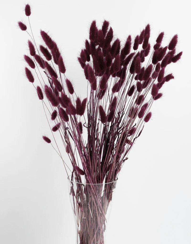 Dried Bunny Tail Lagurus Grass - Plum/ Bordeaux Flowers Bunch