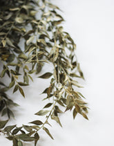 Dried Ruscus bunch