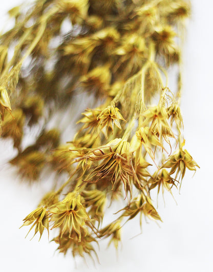  Nigella Orientalis