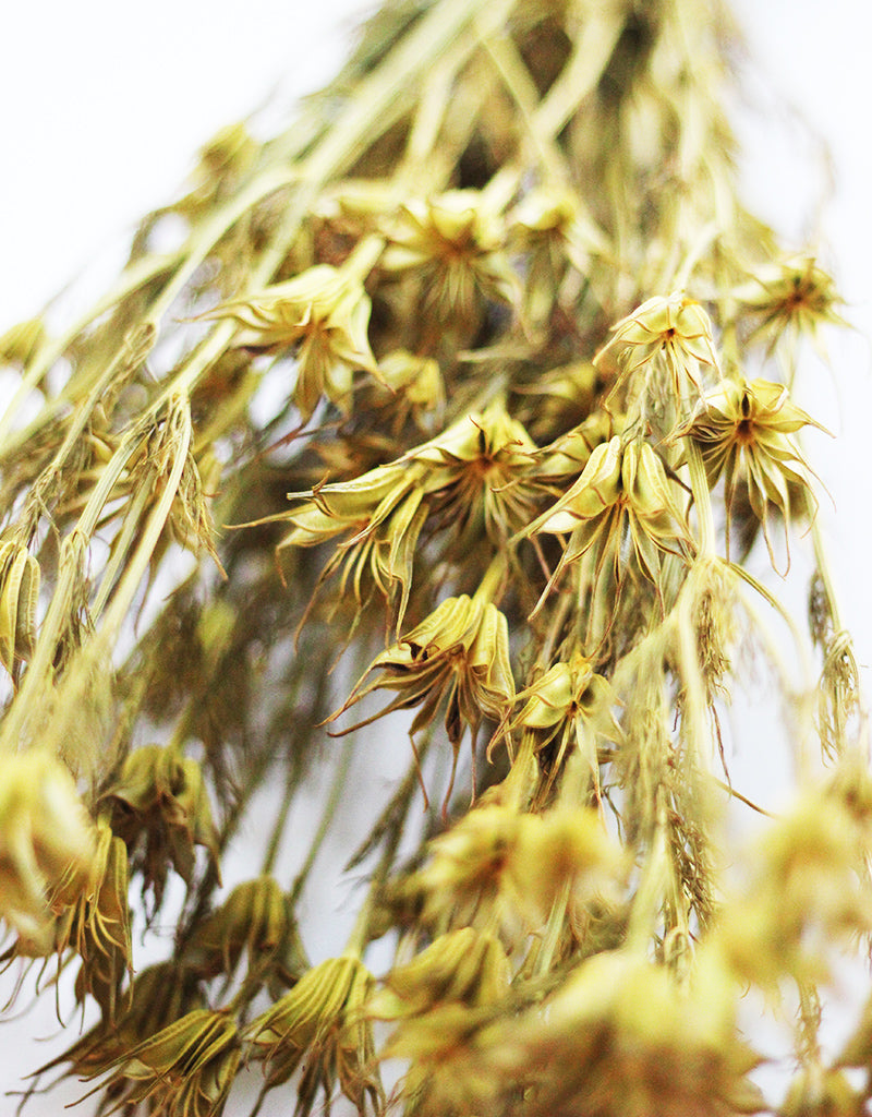 Dried Nigella Orientalis flowers