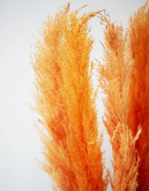 orange pampas grass wholesale 