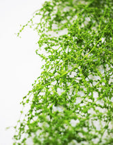 wholesale Dried Asparagus Fern 