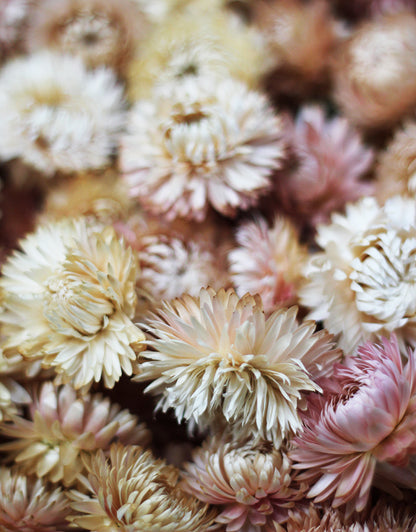 Wholesale Helichrysum Heads