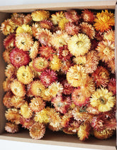 wholesale Orange Dried Helichrysum  Heads